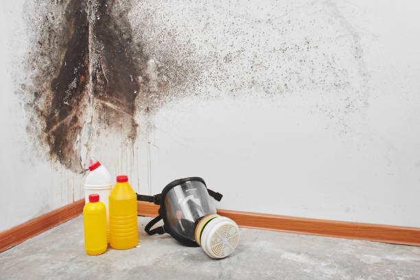  East Whittier, CA Mold Removal Pros
