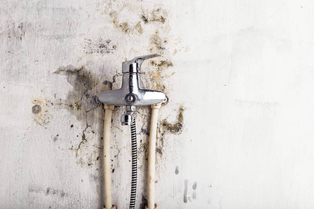 Mold Removal and Inspection in East Whittier, CA
