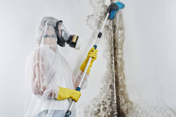Best Mold Removal and Inspection  in East Whittier, CA