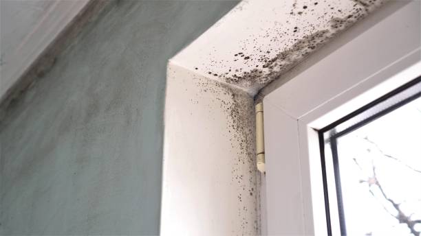 Best Affordable Mold Removal  in East Whittier, CA