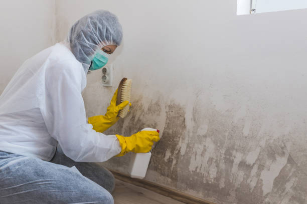 Best Certified Mold Removal  in East Whittier, CA
