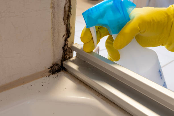 Best Mold Remediation  in East Whittier, CA