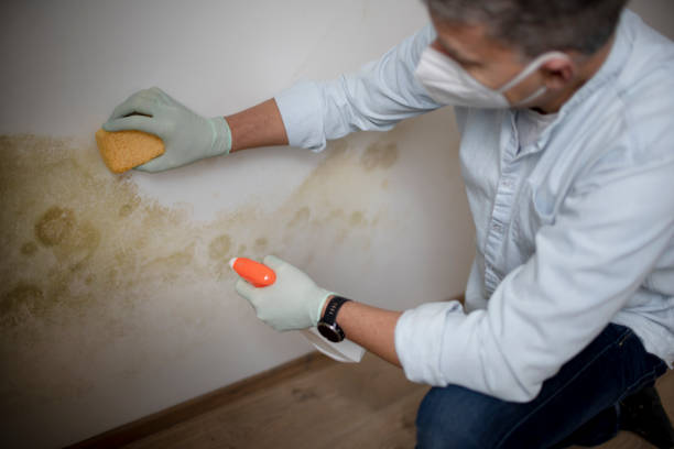 Best Crawl Space Mold Removal  in East Whittier, CA
