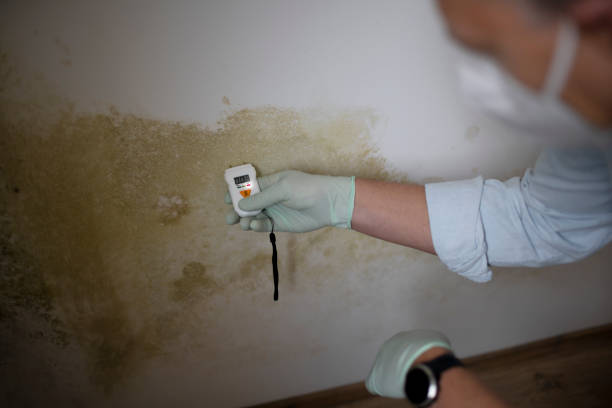 Best Residential Mold Removal  in East Whittier, CA