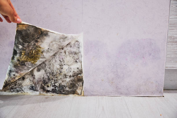 Best Black Mold Removal  in East Whittier, CA